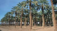 kebun kurma 2.jpg
